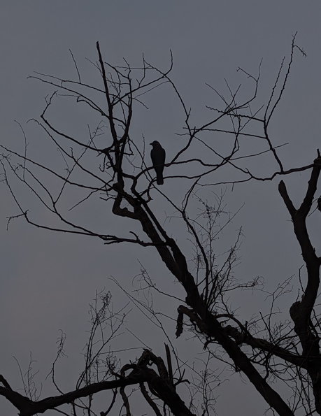 A solitary bird resting in a bare tree
